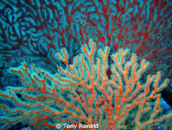 nice coral sea fan by Tony Ronald 